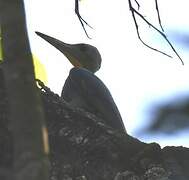 Great Slaty Woodpecker