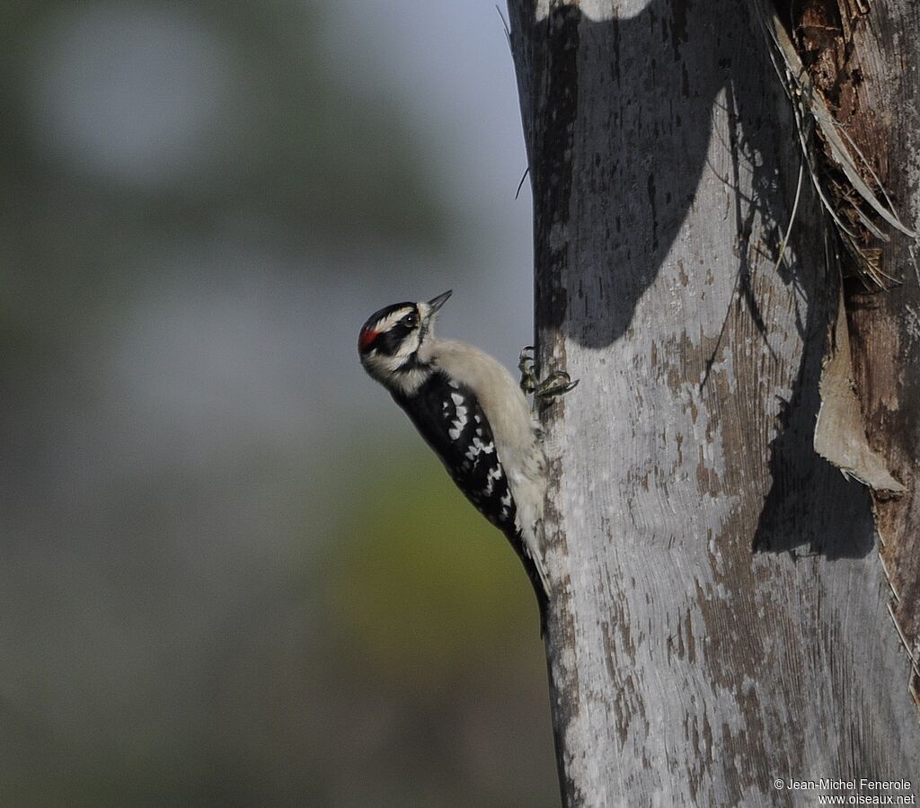 Downy Woodpeckeradult