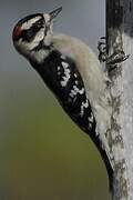 Downy Woodpecker