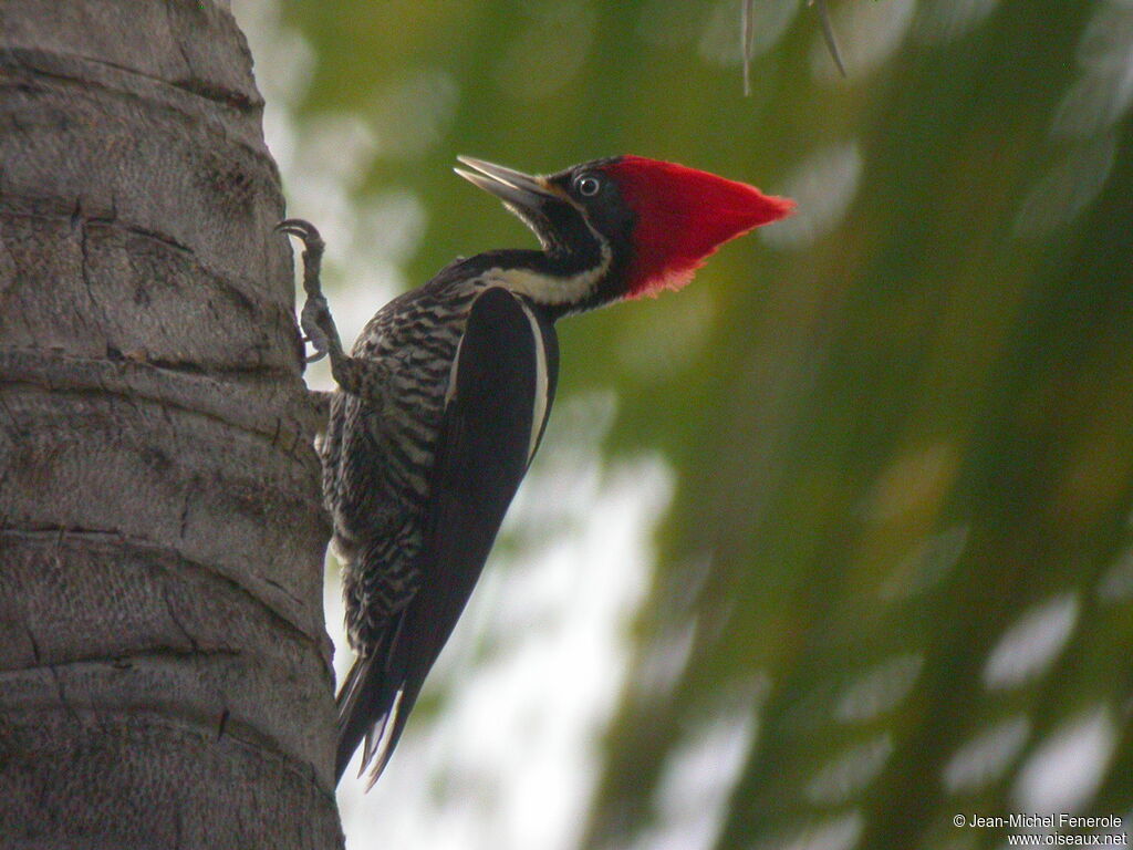 Lineated Woodpecker