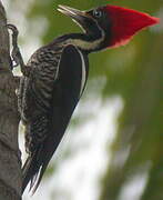 Lineated Woodpecker