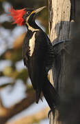 Lineated Woodpecker