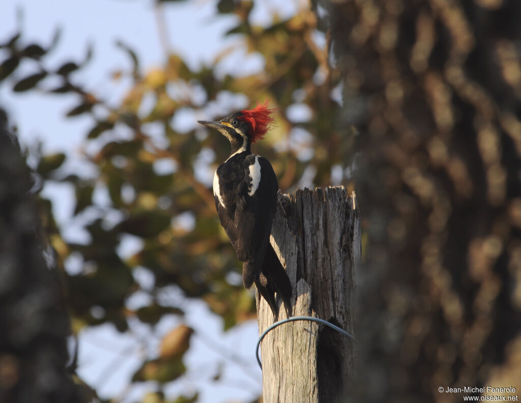 Lineated Woodpecker