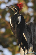 Lineated Woodpecker