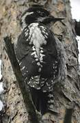 Eurasian Three-toed Woodpecker