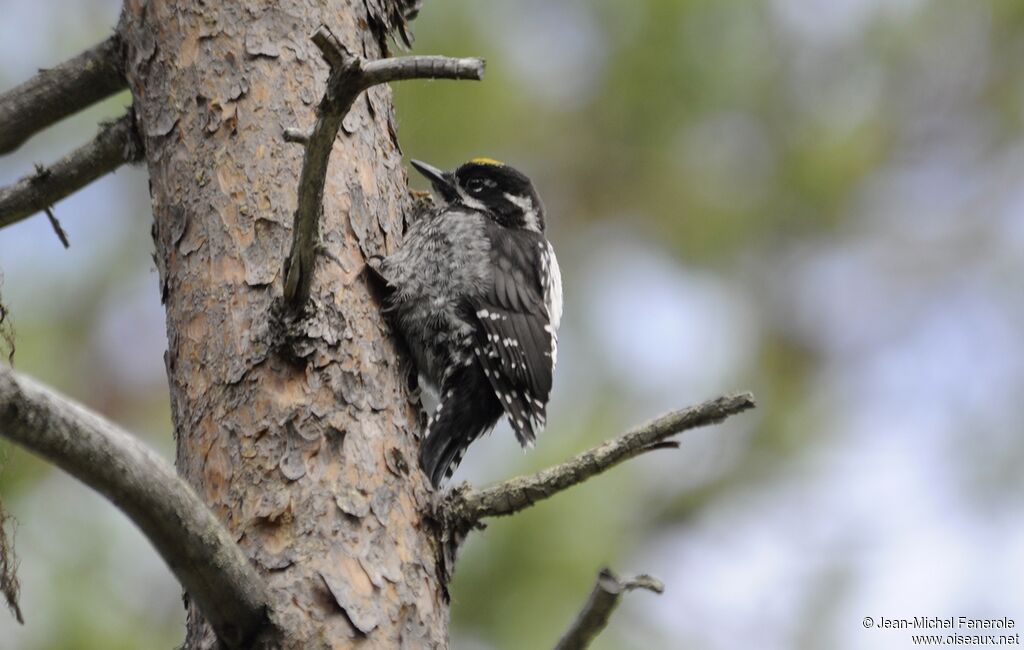 Eurasian Three-toed Woodpecker