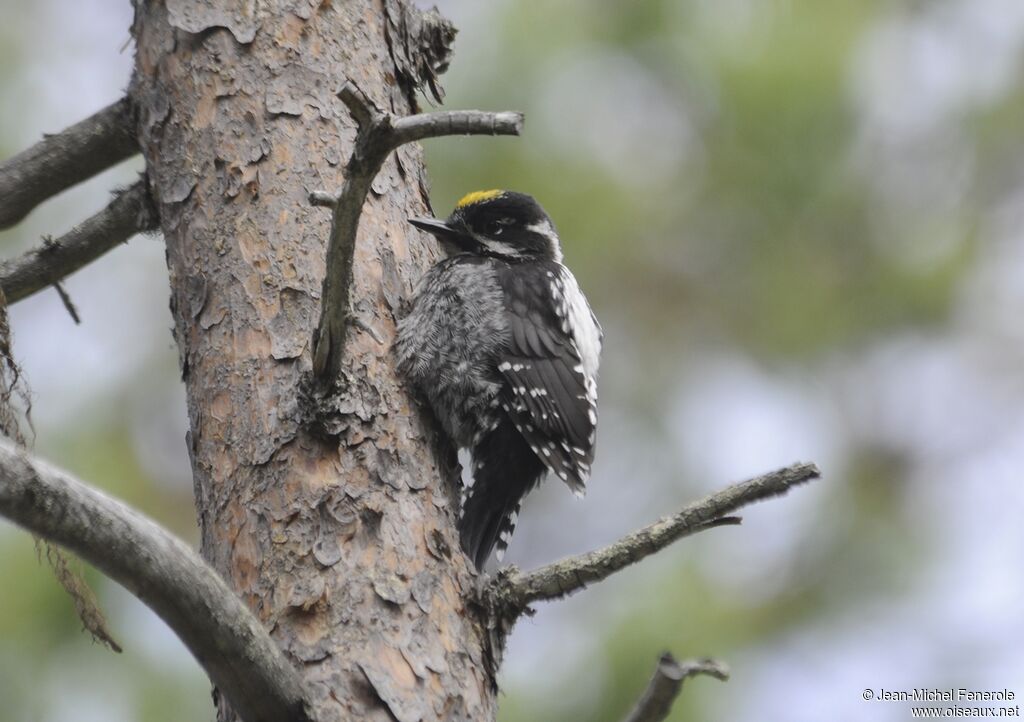 Eurasian Three-toed Woodpecker