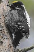 Eurasian Three-toed Woodpecker