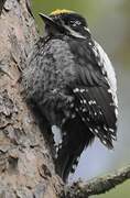 Eurasian Three-toed Woodpecker