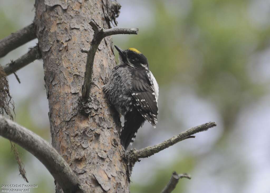 Eurasian Three-toed Woodpecker male, pigmentation, Behaviour