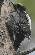 Eurasian Three-toed Woodpecker