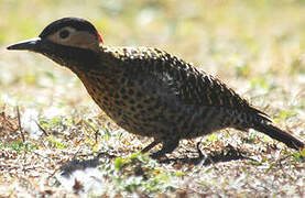 Green-barred Woodpecker