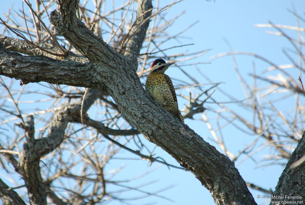 Green-barred Woodpecker