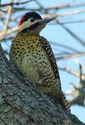 Green-barred Woodpecker