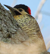 Green-barred Woodpecker