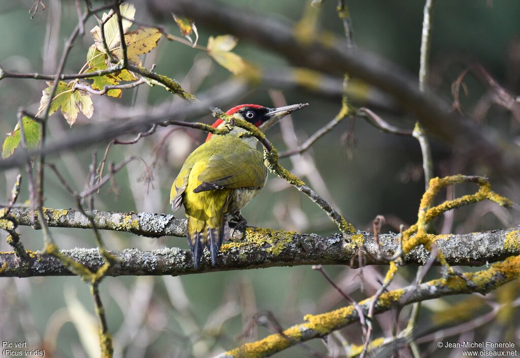 European Green Woodpecker