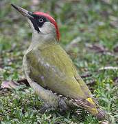 European Green Woodpecker