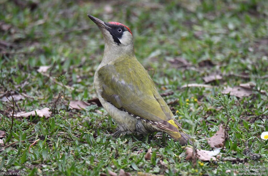 European Green Woodpecker