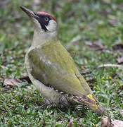 European Green Woodpecker