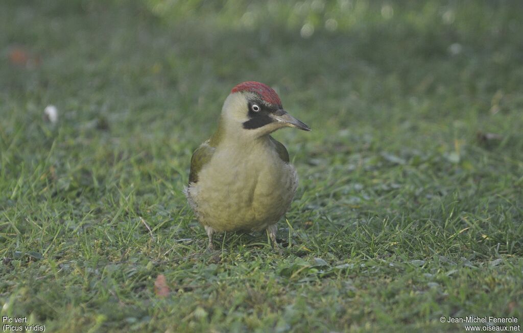 European Green Woodpecker