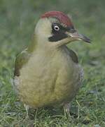 European Green Woodpecker