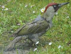 European Green Woodpecker