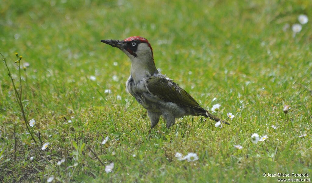 European Green Woodpecker