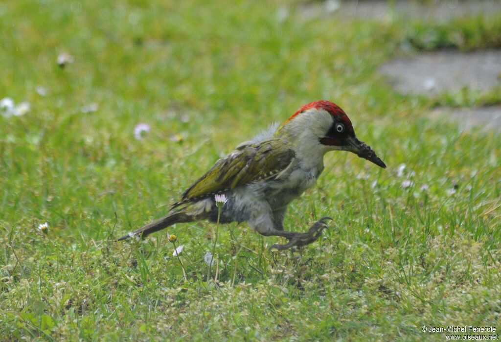 European Green Woodpecker