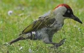 European Green Woodpecker