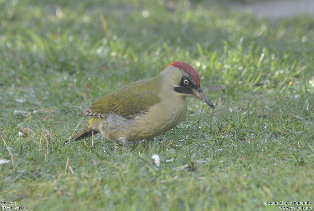 European Green Woodpecker