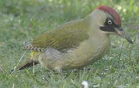 European Green Woodpecker