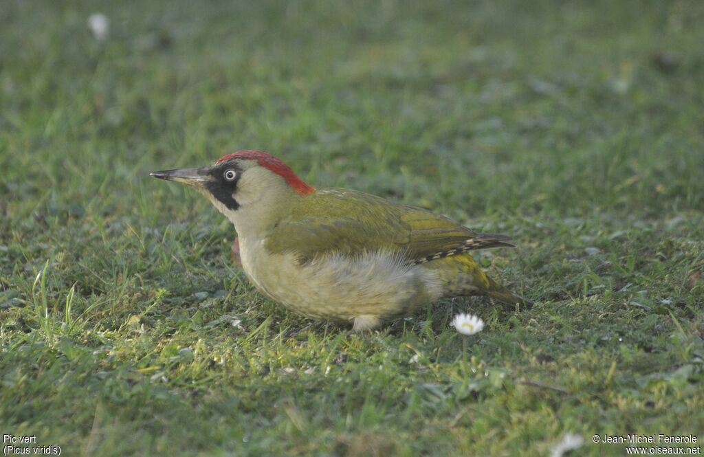 European Green Woodpecker