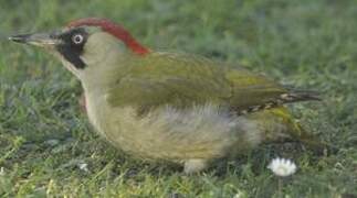 European Green Woodpecker