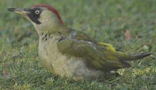 European Green Woodpecker