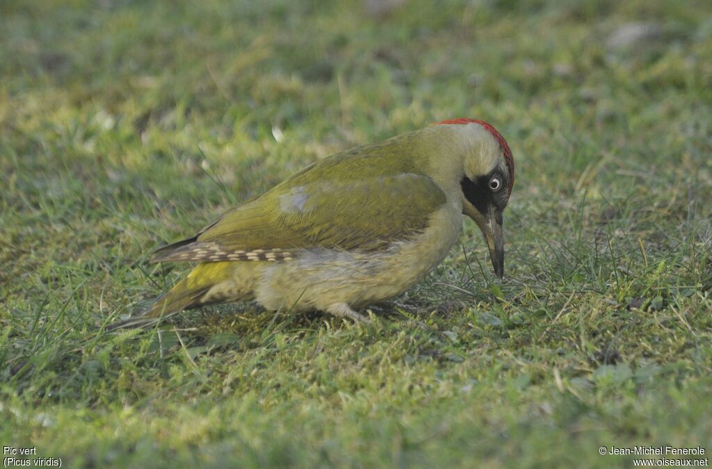 European Green Woodpecker