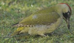 European Green Woodpecker