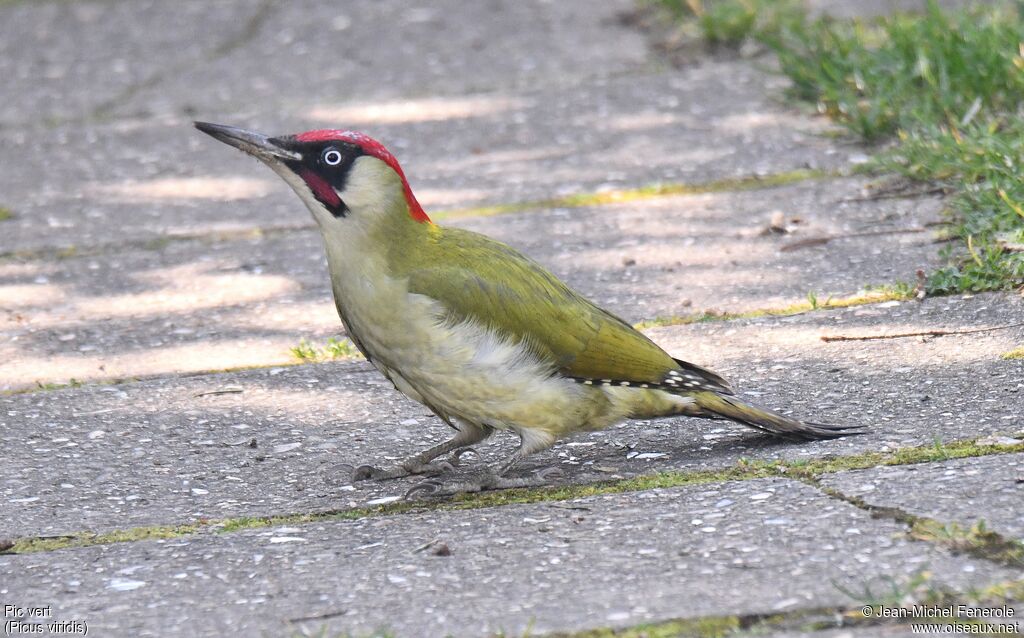 European Green Woodpecker