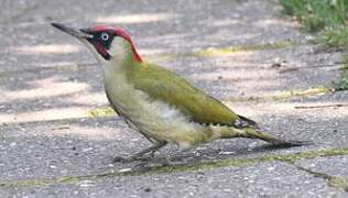 European Green Woodpecker