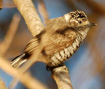 White-barred Piculet