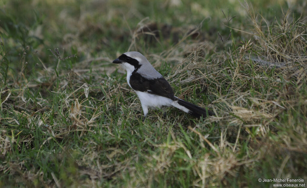 Grey-backed Fiscal