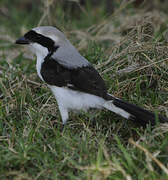 Grey-backed Fiscal