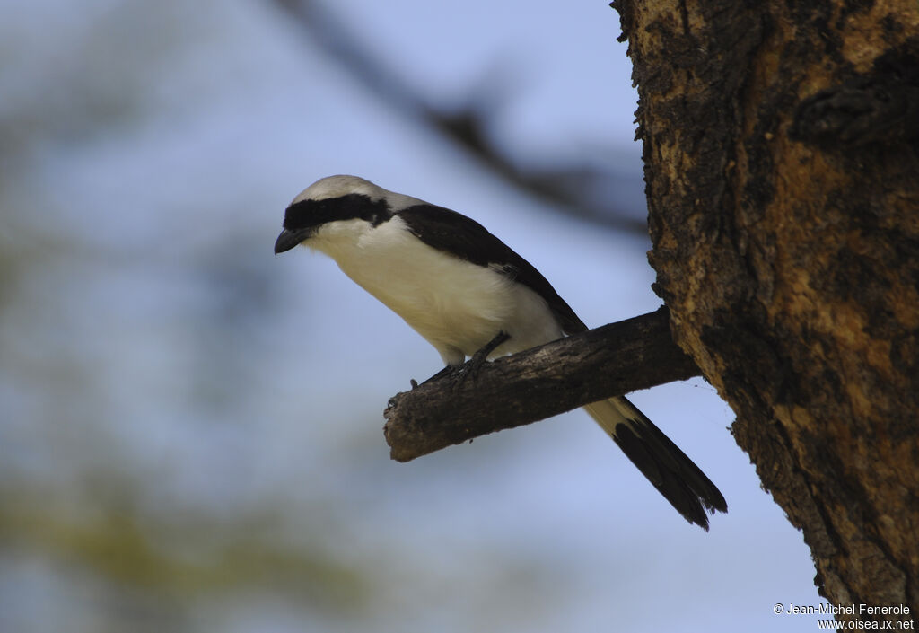 Grey-backed Fiscal