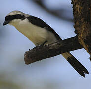 Grey-backed Fiscal