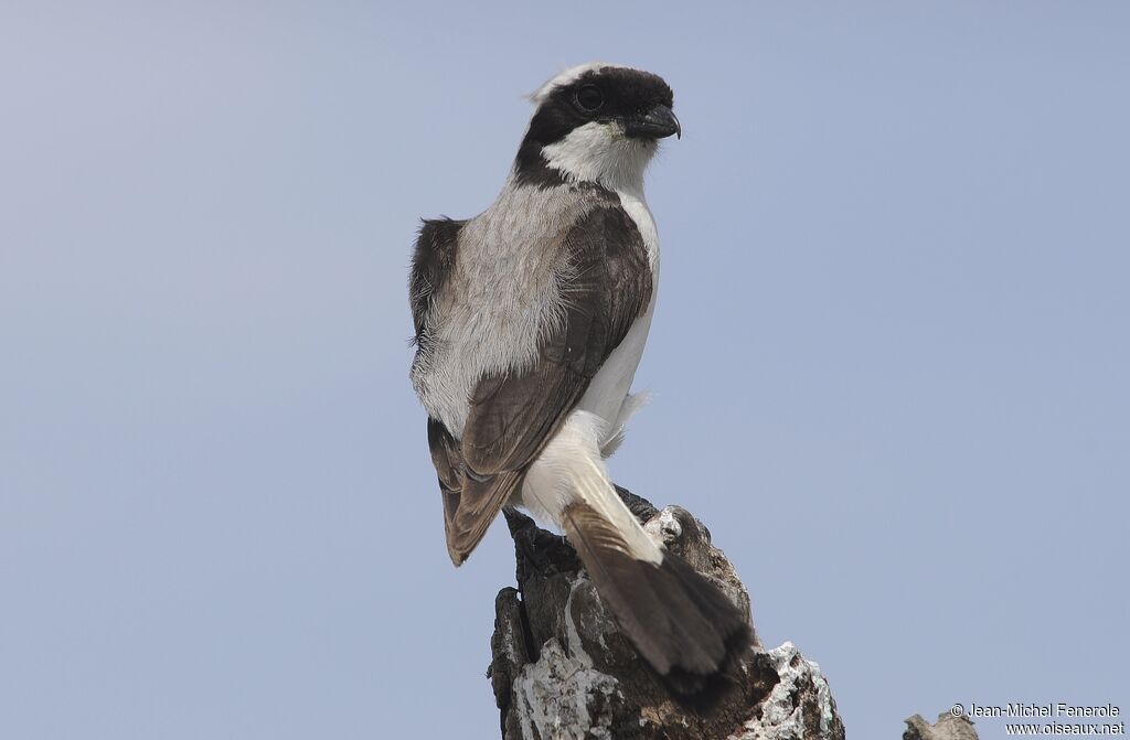 Grey-backed Fiscal