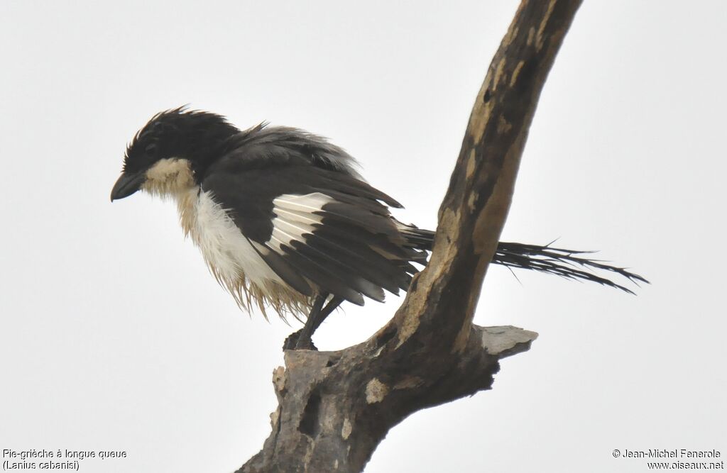 Long-tailed Fiscal