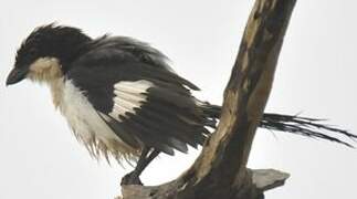 Long-tailed Fiscal