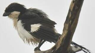 Long-tailed Fiscal