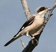 Lesser Grey Shrike