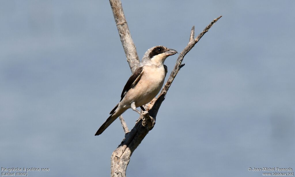 Lesser Grey Shrike