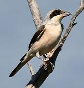 Lesser Grey Shrike